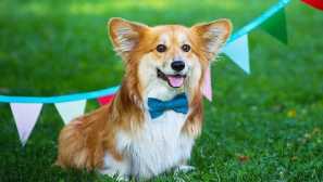 Довгошерсті corgi flaffi - самовіддана або аномалія?